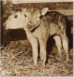 Sepia photo of a two headed calf.