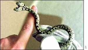 Picture of a two headed snake.