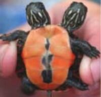 Picture of a two headed turtle.