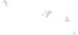 Bird Silhouette
