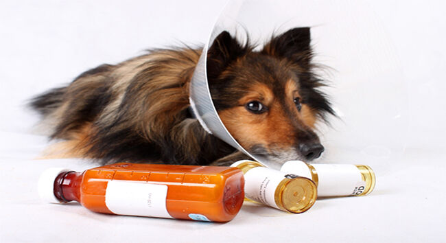 Do animals suffer in the same way humans do