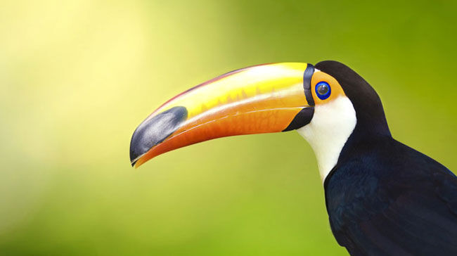 Is Evolution a Threat to Christianity?